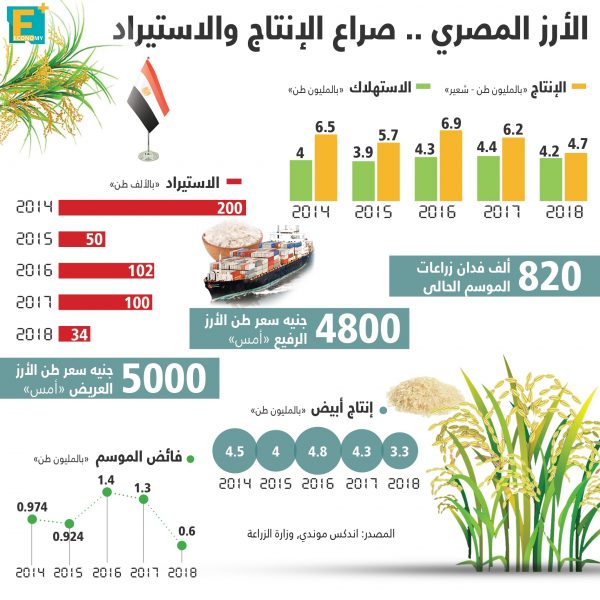 الأرز المصري.. صراع الإنتاج والاستيراد