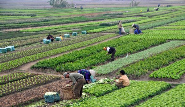 “المركزي” يضم صغار المزارعين ومربي الدواجن ومراكز الألبان لمبادرة تمويل الشركات الصغيرة