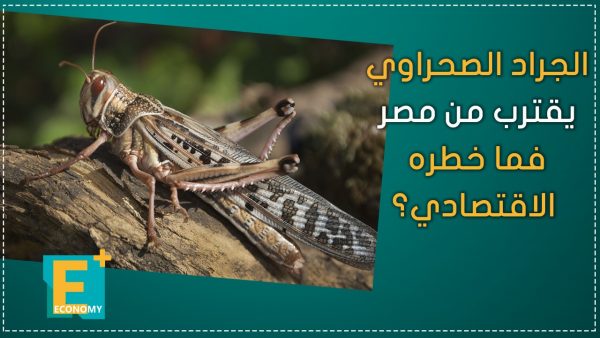 الجراد الصحراوي يقترب من مصر فما خطره الاقتصادي؟