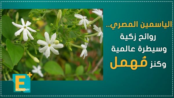 الياسمين المصري.. روائح زكية وسيطرة عالمية وكنز مُهمل