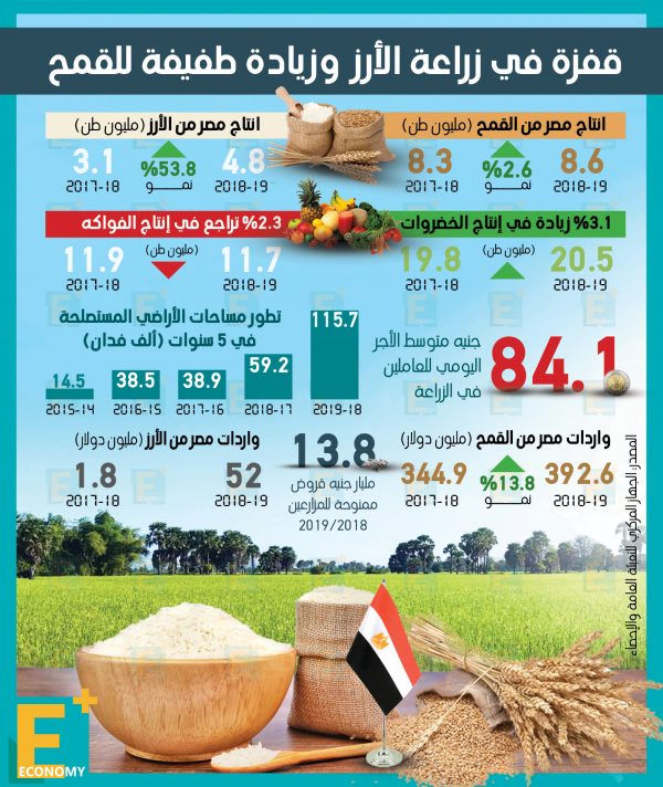 قفزة في زراعة الأرز وزيادة طفيفة للقمح