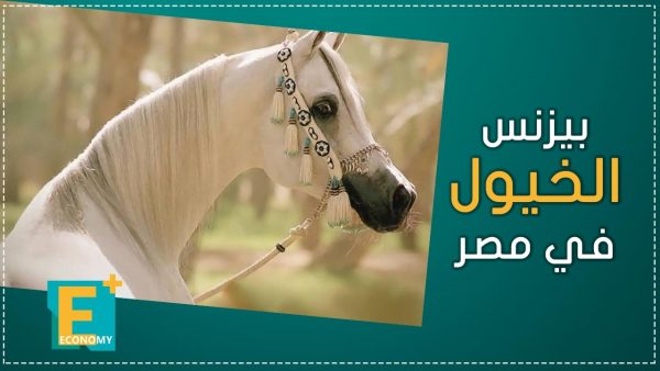 بيزنس الخيول في مصر
