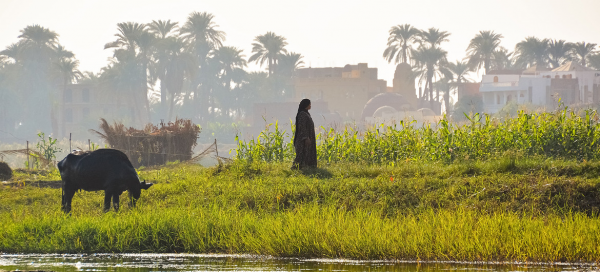 لماذا تسن مصر قانون ري جديد؟