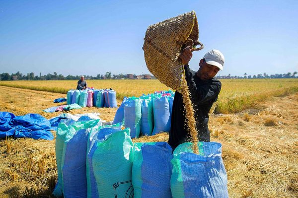 2000 جنيها للأردب.. «التموين» تفتح نقاط توريد القمح المحلي