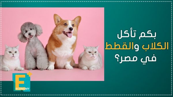 بكم تأكل الكلاب والقطط في مصر؟