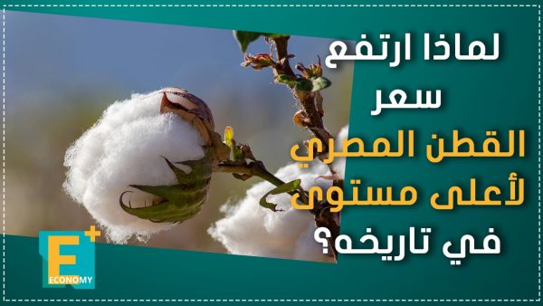 لماذا ارتفع سعر القطن المصري لأعلى مستوى في تاريخه؟
