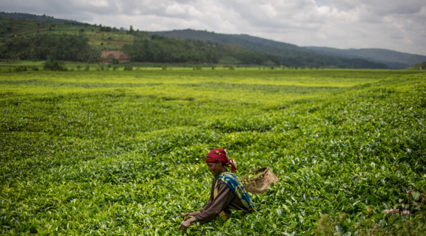 420 مليون فدان غير مستغلة.. خطة مصرية للزراعة بـ5 دول إفريقية