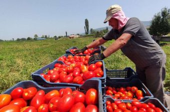 صادرات الطماطم المصرية إلى البحرين تقفز 50%