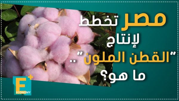 مصر تخطط لإنتاج “القطن الملون”.. ما هو؟