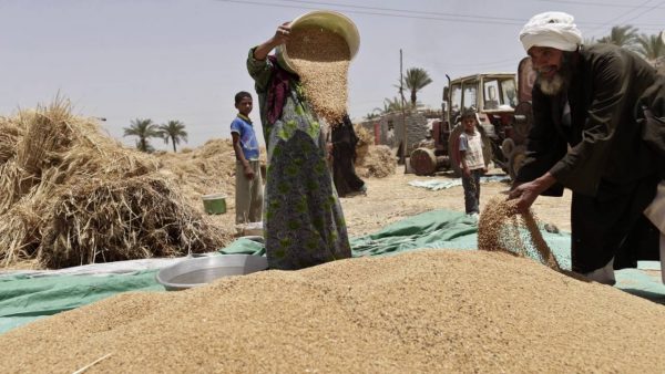 رغم رفع سعر التوريد.. حصيلة الحكومة من القمح المحلي تتراجع