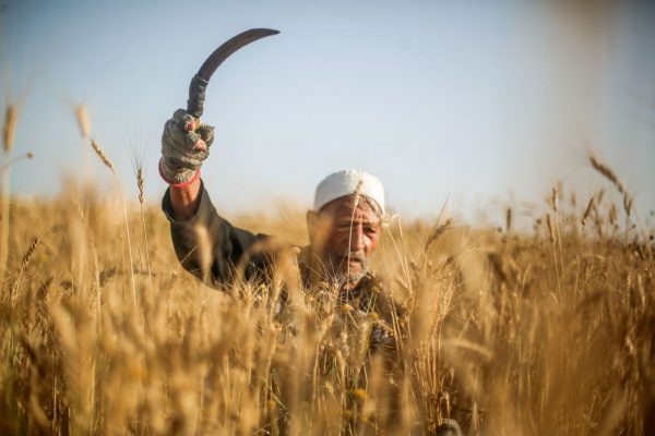 تحسباً لارتفاع أسعار القمح.. مصر ستبني صوامع تتخطى مليار دولار