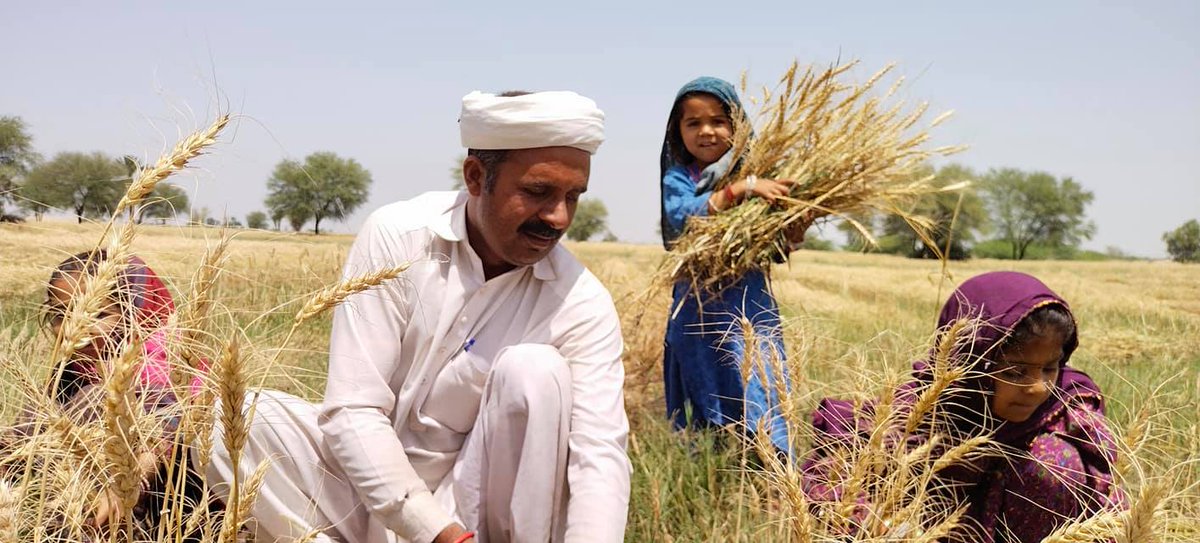 مساحات زراعة القمح