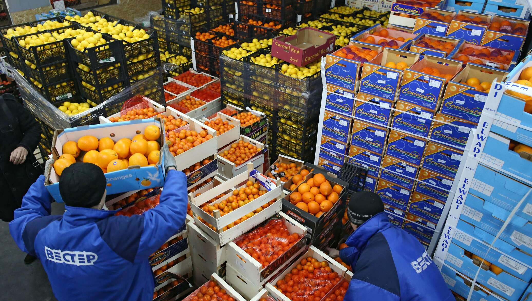 مصر تجدد مباحثاتها مع إيطاليا لتشغيل خط "رورو" لنقل الحاصلات الزراعية سريعة التلف