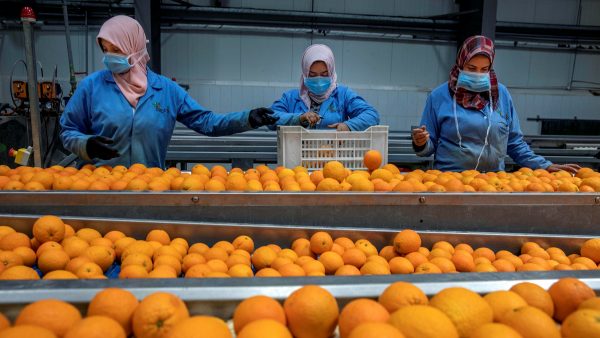 الأغذية المصرية.. أكبر إنتاج بالشرق الأوسط والثانية في التصدير لإفريقيًا