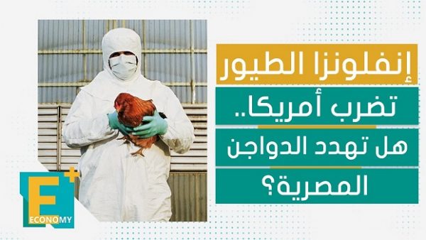 إنفلونزا الطيور تضرب أمريكا.. هل تهدد الدواجن المصرية؟