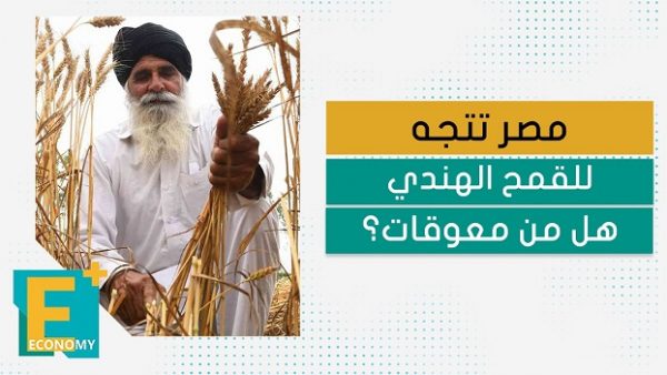 مصر تتجه للقمح الهندي.. هل من معوقات؟