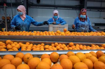 مصر تحقق رقماً قياسياً في تصدير البرتقال إلى كندا