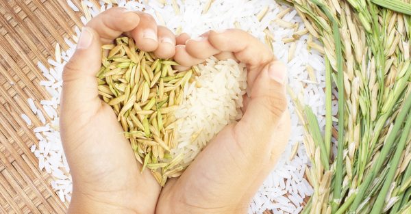 استيراد بسمتي فقط.. المصريون يُغيرون عاداتهم الغذائية ويتجهون للأرز المحلي