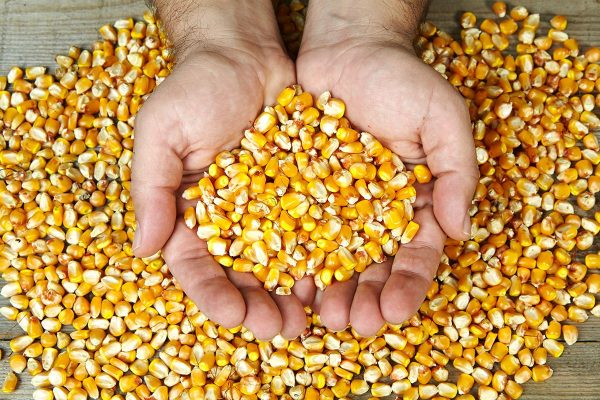 4.1 مليون طن واردات مصر من الذرة خلال النصف الأول 2025