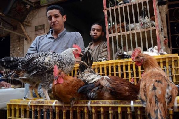 بين الصعود والهبوط.. التكاليف تربك أسعار الدواجن في مصر