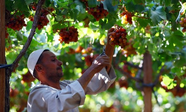 عنب مصري يُغزو العالم.. 3 شركات تنضم لشبكة “صن وورلد” العالمية