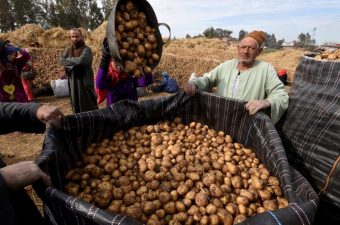 البطاطس المصرية تسجل مستويات تاريخية خلال أول 5 أشهر من 2025  
