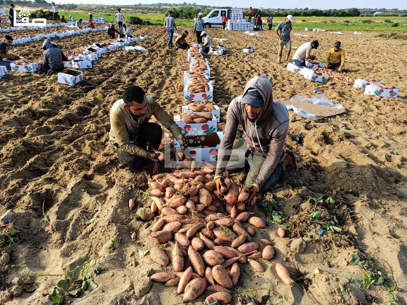 بطاطا حلوة