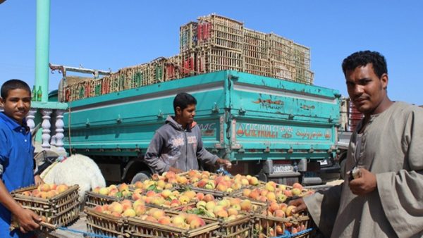 أسعار متدنية للخوخ عالميا.. ما علاقه “الجنيه المصري”؟