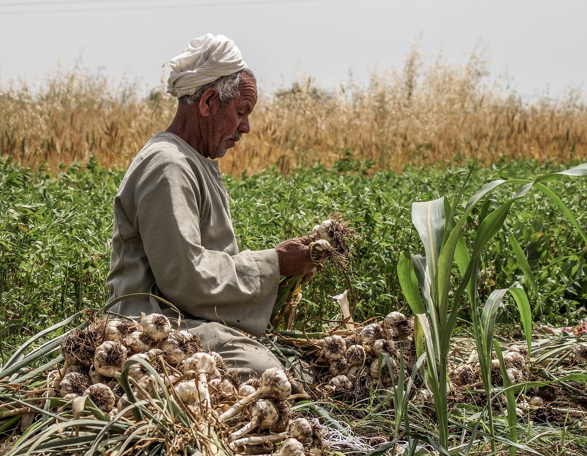 الدولار يحرس مكاسب الثوم المصري في الأسواق العالمية