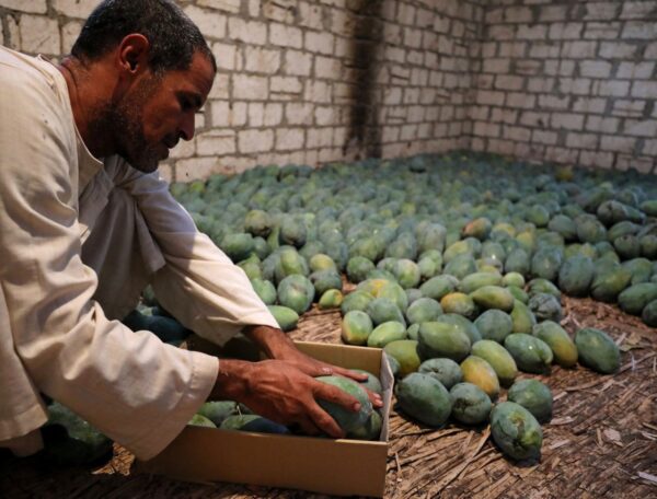 صادرات المانجو المصرية تستعد لأسواق شرق أسيا