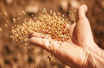 الزراعة توفر تقاوي أكثر لموسم القمح المقبل.. لكن بأسعار أغلى