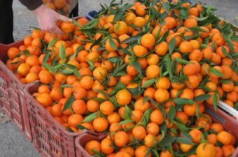 الموالح المصرية تحقق قفزة قياسية في أسواق شرق آسيا