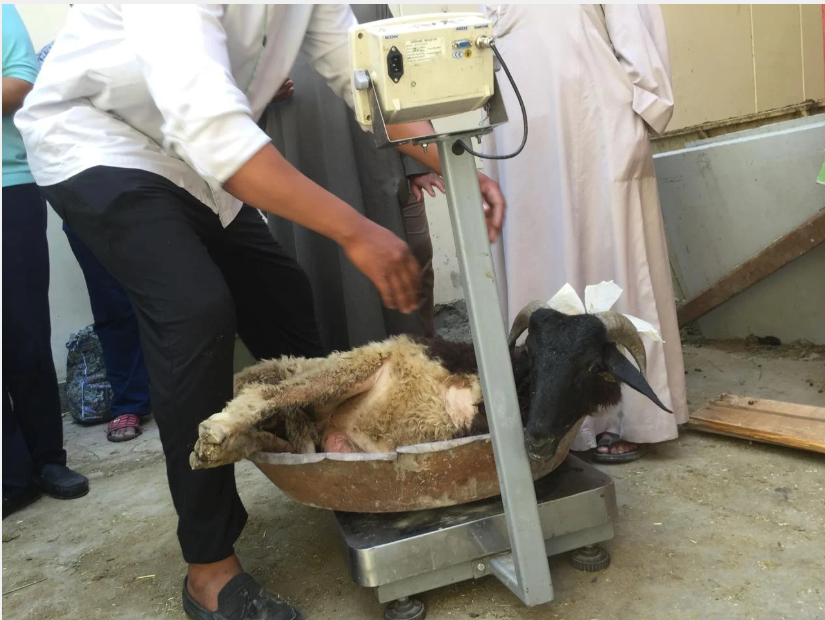 أسعار الأضاحي