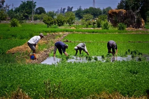 شركة