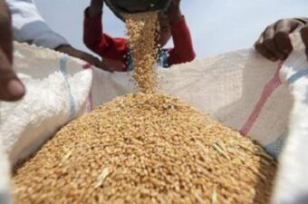 توريد القمح في مصر يتراجع عن المستهدف خلال موسم 2025/2024