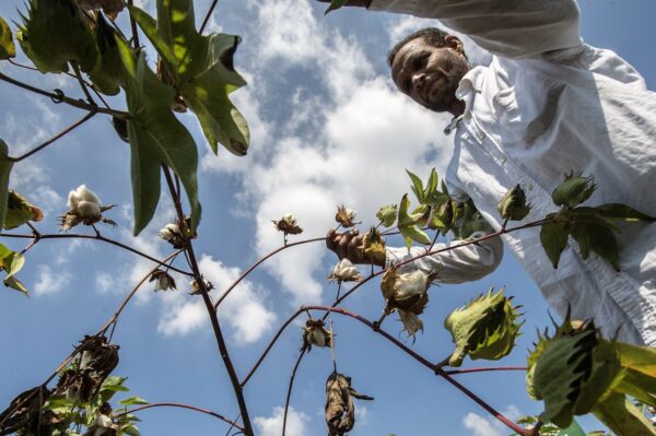 مصر تبدأ تجميع القطن بشكل استثنائي في الموسم الجديد