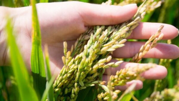 وزير الزراعة: الأرز لم يعد محصولا شرها للمياه