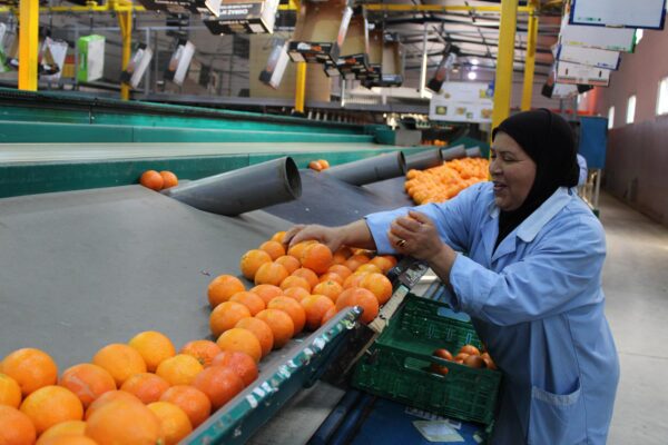 بنمو 20%.. البرتقال المصري يستعيد الصدارة في سنغافورة