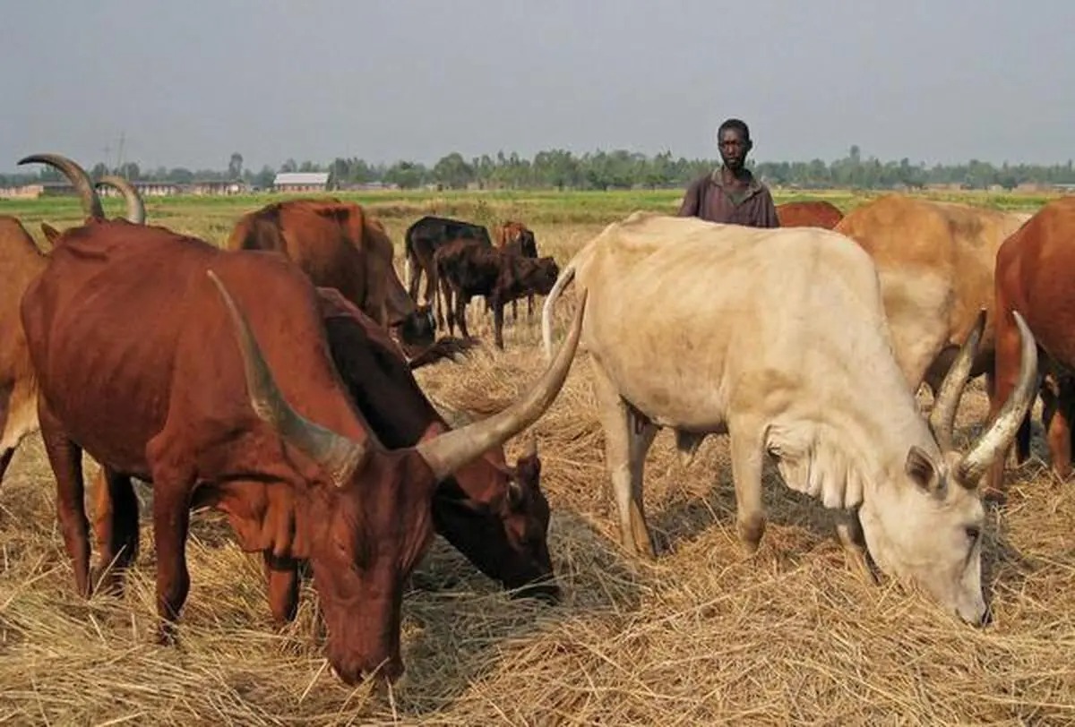 مزارع حيوانية