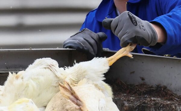 اتفاق بين “الزراعة” و”التموين” و”مستقبل مصر” لاستيراد الدواجن قبل رمضان