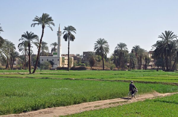 “تنمية الريف المصري” تستعد لإطلاق المرحلة الثانية من مبادرة “مزرعتك في مصر”